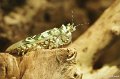 Insecten en Vlinders